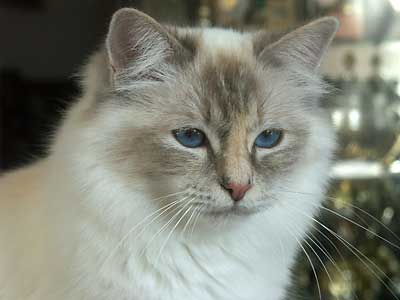 Cleo