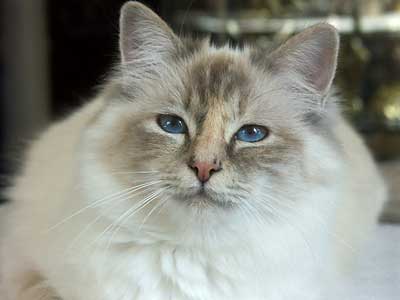Cleo