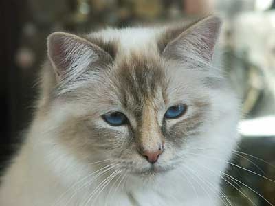 Cleo