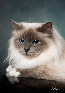 Kattnamn
