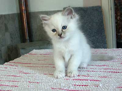 Penelope