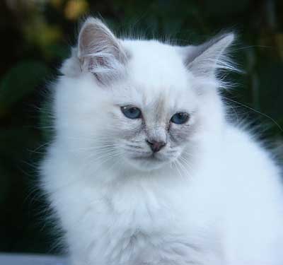Penelope