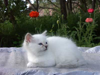 Penelope