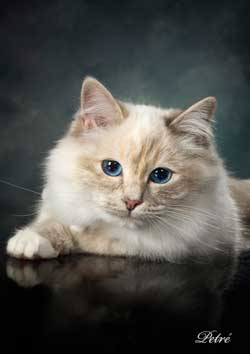 Penelope