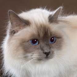 Kattnamn