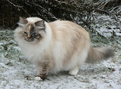 Cassi