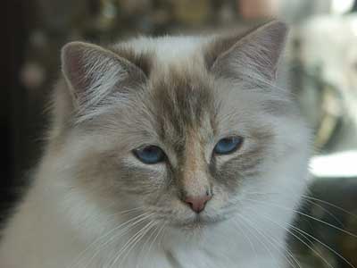 Cleopatra